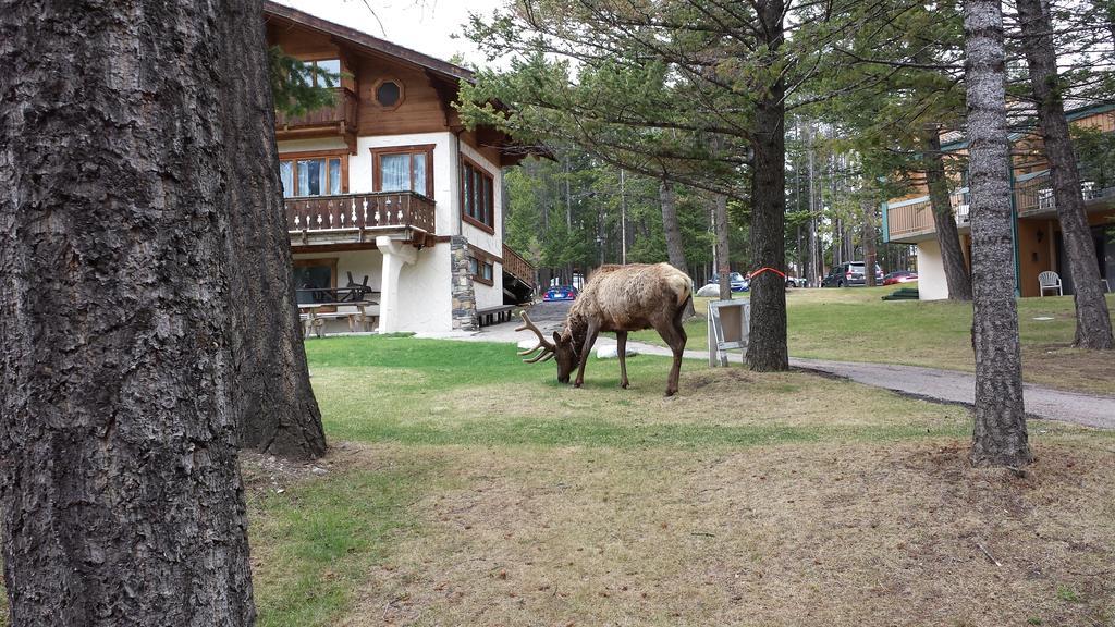 Douglas Fir Resort & Chalets Banff Bagian luar foto